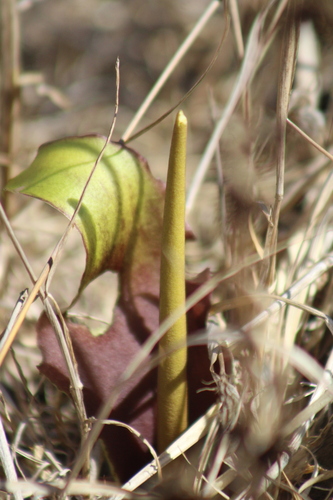 Biarum auraniticum, photograph 3