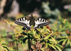 Papilio machaon hudsonianus