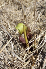 (c) yelena_antipova, some rights reserved (CC BY) Biarum auraniticum, photograph (c) yelena_antipova, some rights reserved (CC BY)
