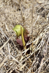 (c) yelena_antipova, some rights reserved (CC BY) Biarum auraniticum, photograph (c) yelena_antipova, some rights reserved (CC BY)