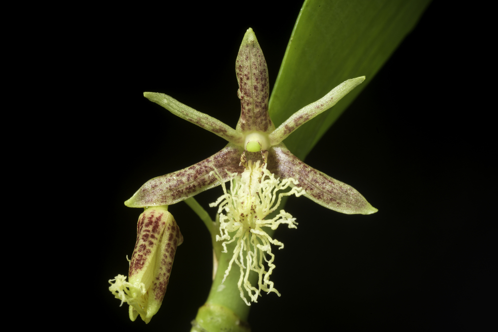 Dendrobium comatum (Blume) Lindl.