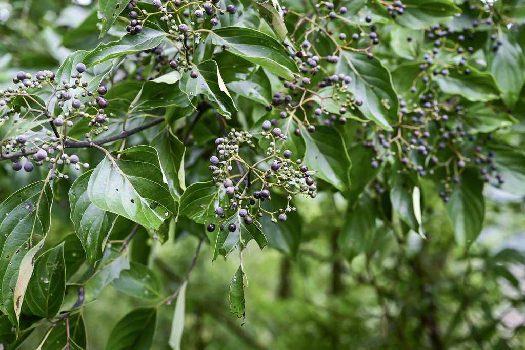 Wilson's dogwood