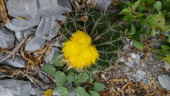 Ferocactus echidne
