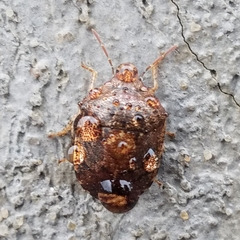 Stethaulax marmorata