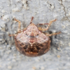 Stethaulax marmorata