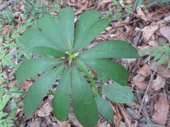 Lilium tsingtauense