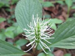 Chloranthus fortunei