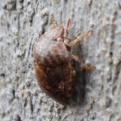 Stethaulax marmorata