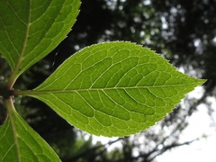 Chloranthus fortunei