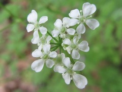 Osmorhiza aristata