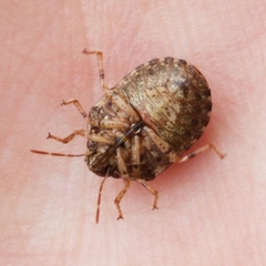 Stethaulax marmorata