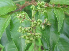 Staphylea japonica