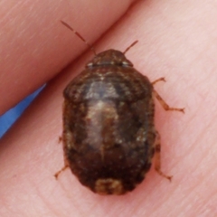 Stethaulax marmorata