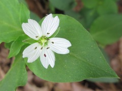 Pseudostellaria heterophylla