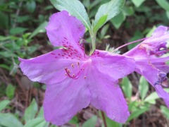 Rhododendron yedoense