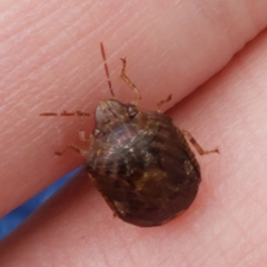 Stethaulax marmorata