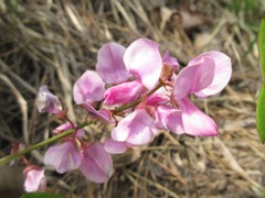 Indigofera kirilowii