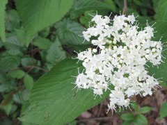 Viburnum dilatatum