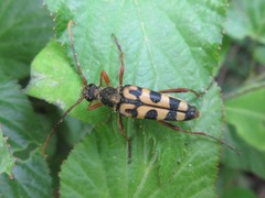 Leptura annularis