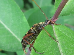 Leptura annularis