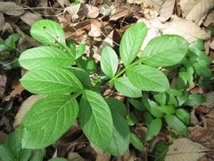 Dictamnus dasycarpus