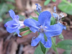 Aegonychon zollingeri