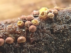 Perichaena corticalis