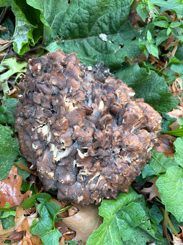 Grifola frondosa · October 2025 · photo: © eml23 (iNaturalist, cc-by)