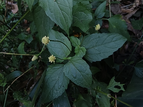 Acmella brachyglossa iNat (3)