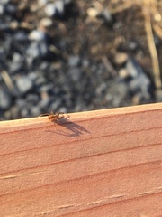 Trabeops aurantiacus