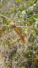 Prestonia mexicana