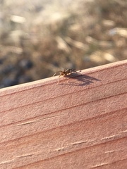 Trabeops aurantiacus