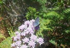 Lepidochrysops oreas oreas