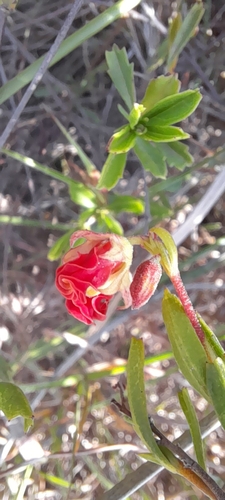 Flaming Dollsrose (Hermannia flammea)
