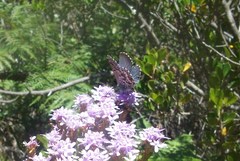 Lepidochrysops oreas oreas