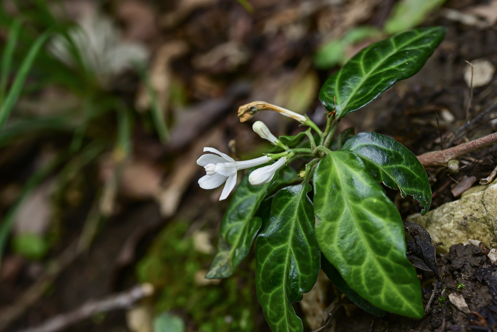 Munronia unifoliolata