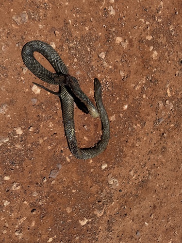 Mulga Snake sighting