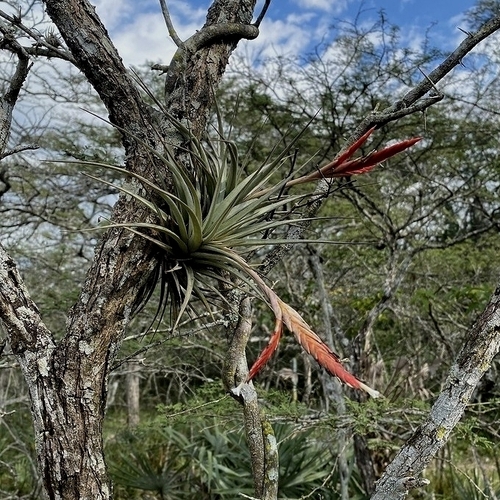 Tillandsia vernicosa, photograph 2
