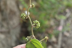 Smilax tomentosa