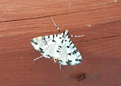 Conchylodes diphteralis