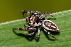 Metaphidippus