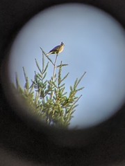 Patagioenas fasciata