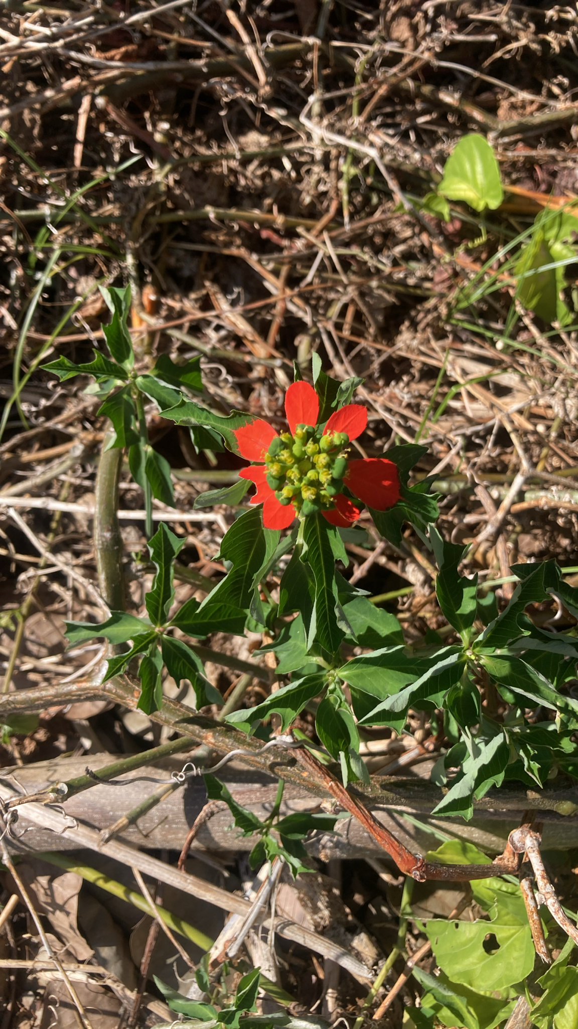 Euphorbia cyathophora