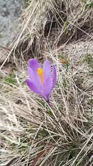 Crocus veluchensis, photograph author not stated, no rights reserved