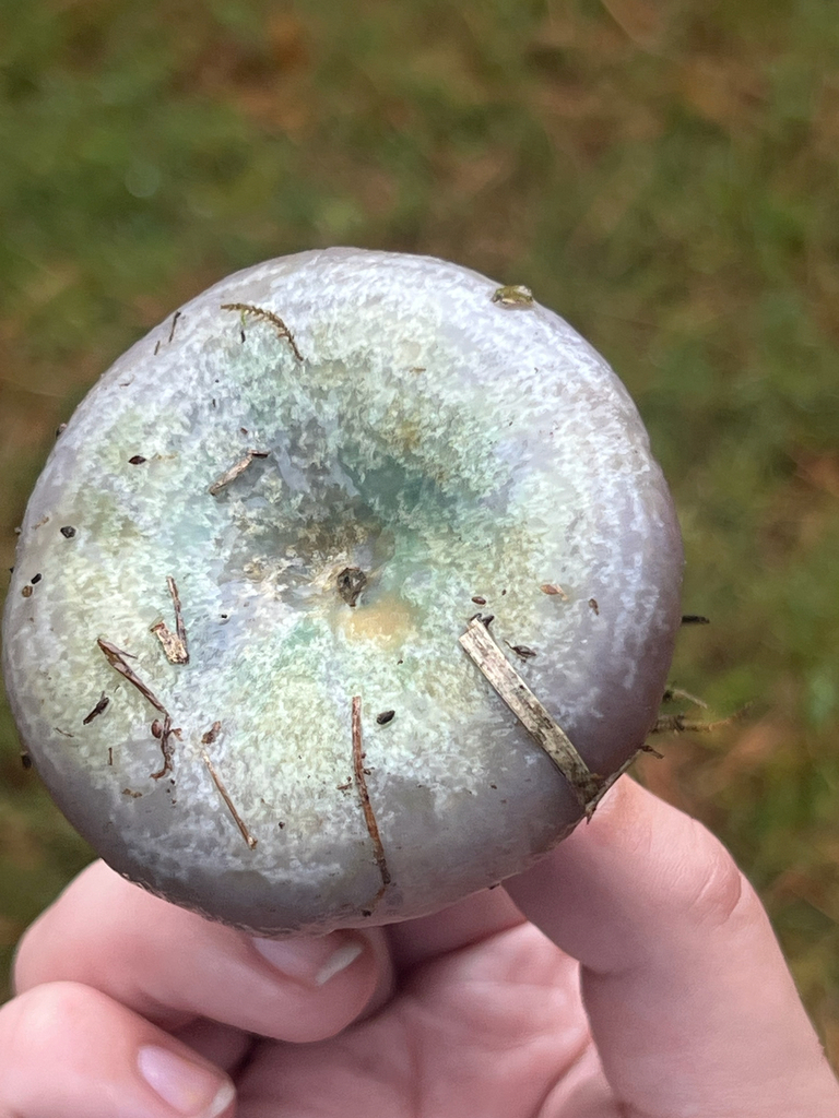 Lactarius paradoxus