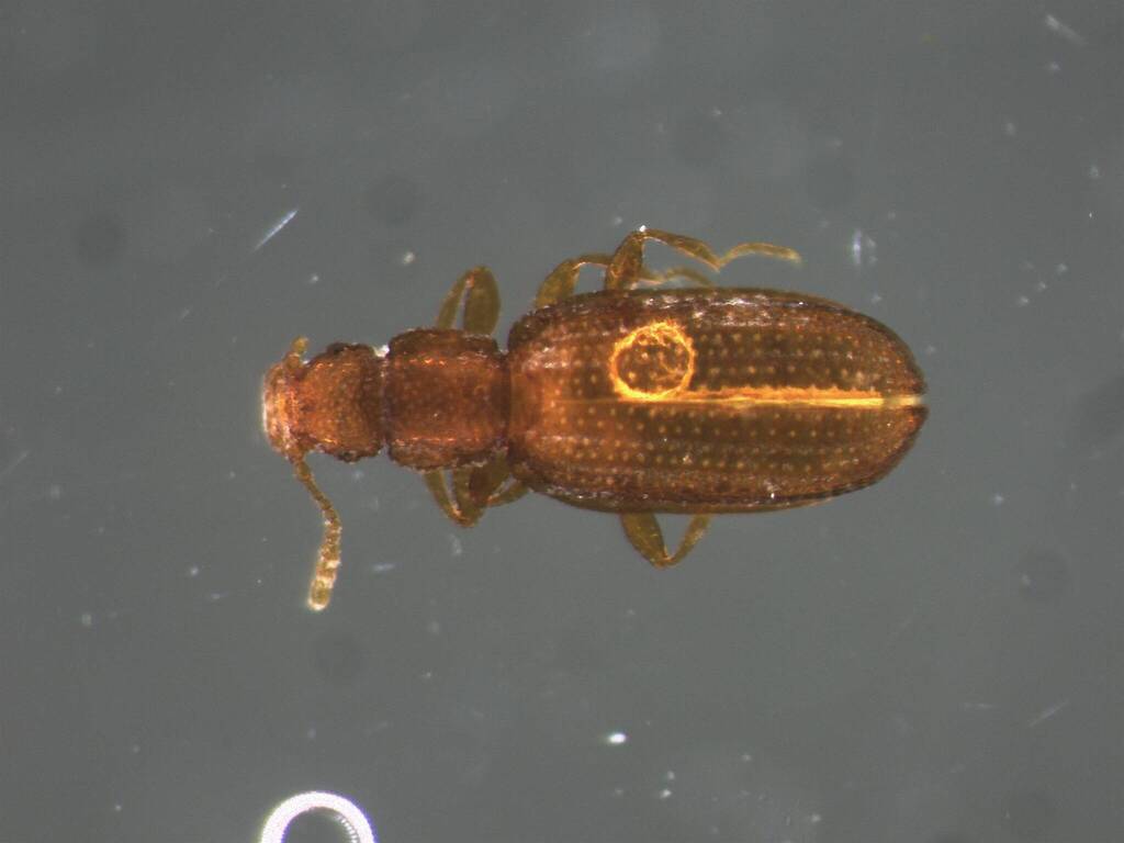 Dienerella filiformis