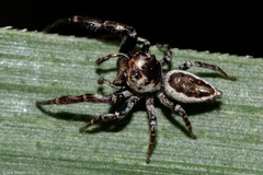 Metaphidippus