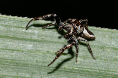 Metaphidippus
