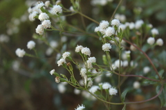Ageratina gracilis