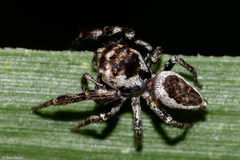 Metaphidippus